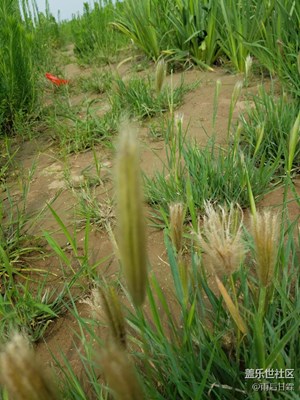 小時候叫毛毛蟲??