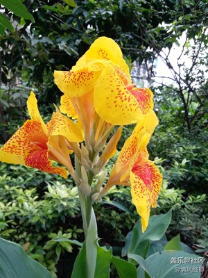 C5隨拍之美人蕉、木槿花、薔薇花