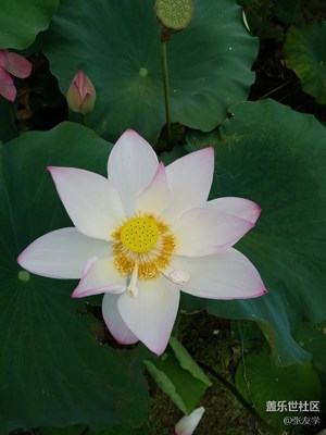 【攝影】300多畝漂亮荷花