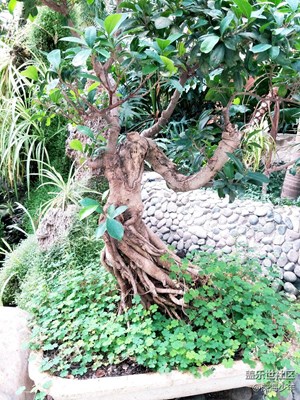 c5手機(jī)拍照效果