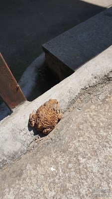 傳說中的三足金蟾