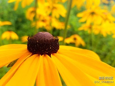香爐山爬山隨拍的花