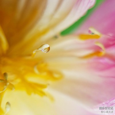 蟲(chóng)之獨(dú)舞