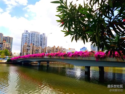 湖東橋上的三角梅