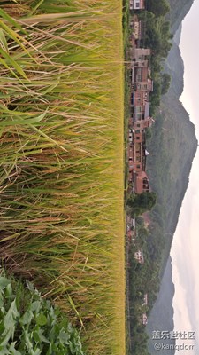豐收季