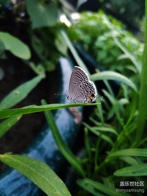 【攝影】夜幕降臨，在樓頂上追蹤一只蝴蝶
