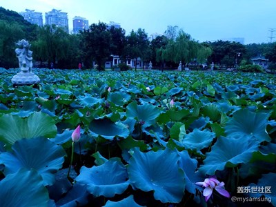 【攝影】夜幕降臨，帶著S7 edge在公園賞荷