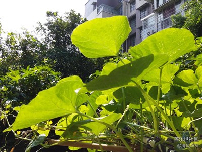 透  ^_^ 視 之眼━━━C5自動模式