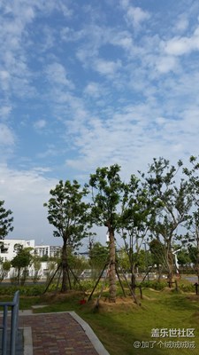 學校瘦弱的小樹