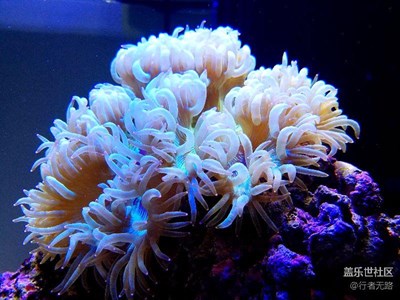 養(yǎng)了半年的珊瑚