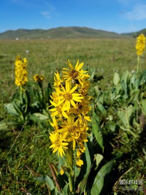 諾爾蓋草原的小花