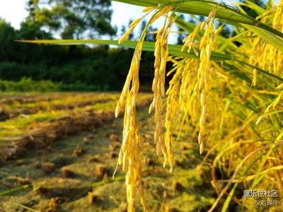 s7E日常拍照，朋友直夸好看