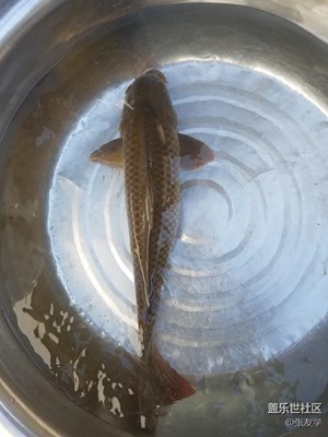 【攝影】七月半今晚就吃它了！