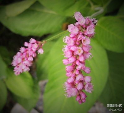 隨拍之勤勞的螞蟻