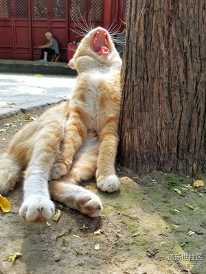 {S7}陽光暖暖的下午，慵懶的喵喵們是最美的風景