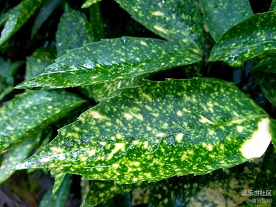 花褪殘紅——C5微距試拍,我就不相信C5不行！