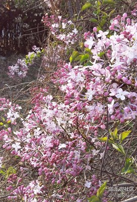 懷念春日里的那一縷清香