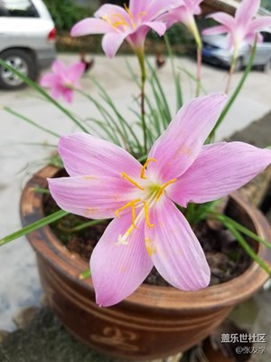 【攝影】漂亮的花（蒜蘭）