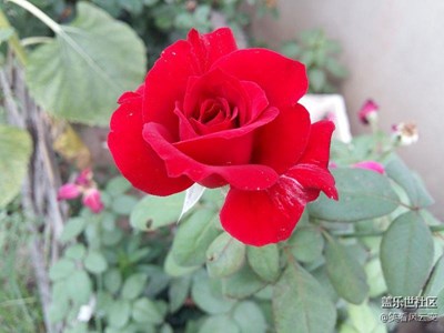 花兒為什么這樣紅？