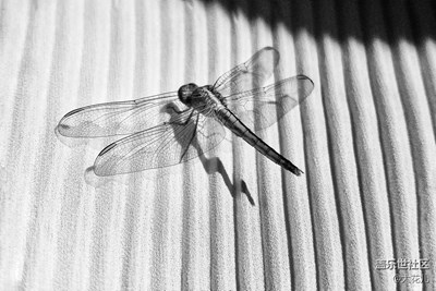 外面的世界那么吵，我只想在照片里靜一靜～～