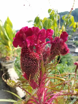 【攝影】雞冠花