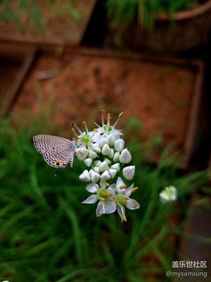 【攝影】S7 edge實(shí)力演繹微距與虛化