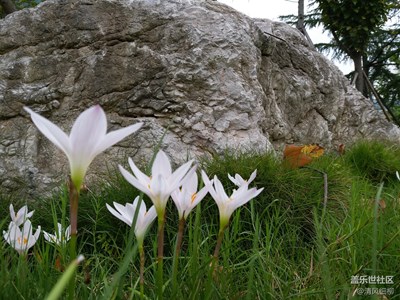 不是“傾國”也“傾城”——C5的虛實幻想