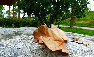 秋景之秋風(fēng)落葉黃