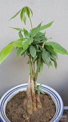 長(zhǎng)得還不錯(cuò)