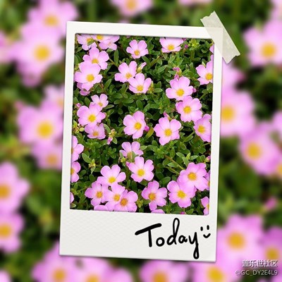 路邊的野花你不要采不采白不采