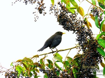 遲來的愛（60拍攝）