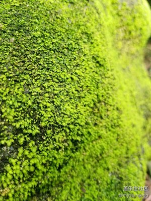 S7 edge微距—青苔之美