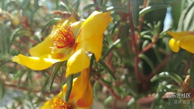 花與陽(yáng)光