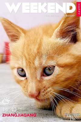 有緣的小野貓。