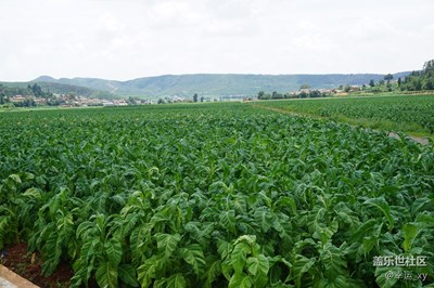 優(yōu)質(zhì)煙葉