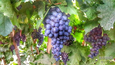 新疆葡萄干的演變