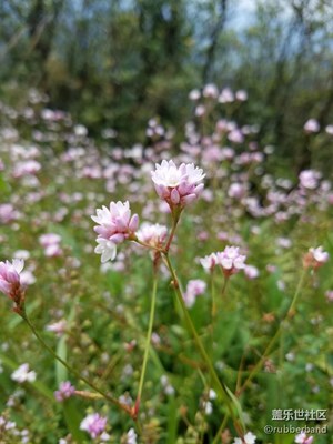 S7edge的強(qiáng)大背景虛化