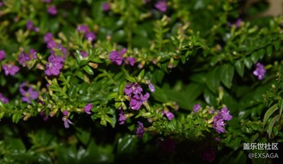 隨拍之Gypsophila paniculata Linn（大葉滿天星）