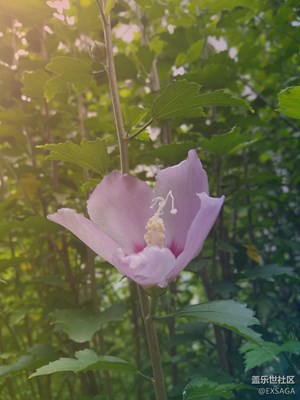 秋色正濃+北京+秋季芙蓉葵