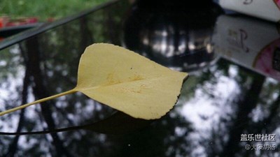 秋色正濃+石河子市+一葉知秋秋意濃