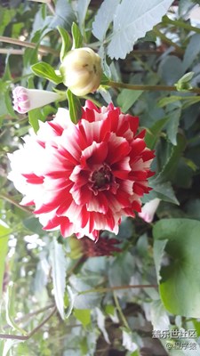 花各妖，百姿艷