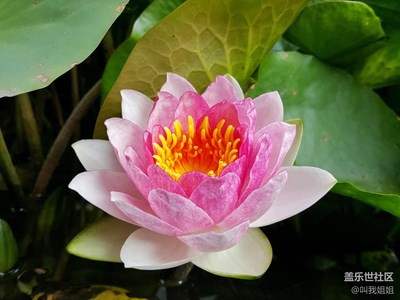 那花開在不知名的地方