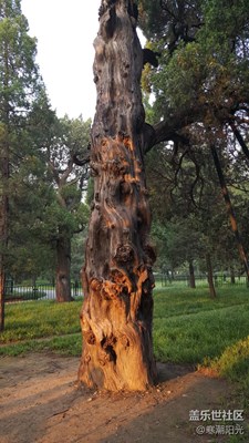 【秋色正濃】+北京+天壇大樹