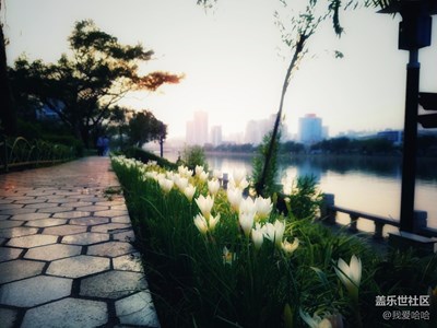 潔白清雅，純潔之愛--蔥蘭