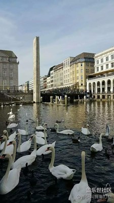 大鵝，求做法，在線等