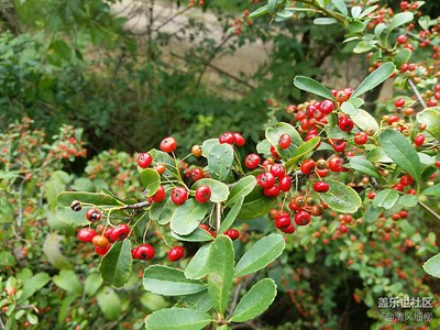 【秋色正濃】+綿陽市三臺縣+山野紅果和山菊花