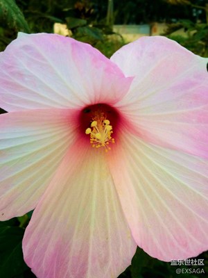 別再吐槽Samsung的相機了