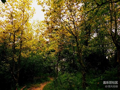 【秋色正濃】+綿陽市三臺縣+梧桐風(fēng)情畫