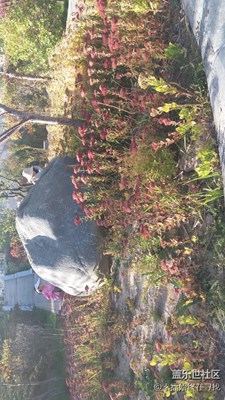 【秋色正濃】+海北+公園秋色