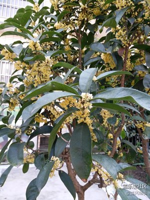 【秋色正濃】+綿陽(yáng)市三臺(tái)縣+桂花飄香